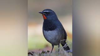 Himalayan Rubythroat  white tailed Rubythroat call sound [upl. by Allyn]