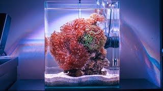 Hammer Heaven Reef Tank Absolutely STUNNING [upl. by Germaine]