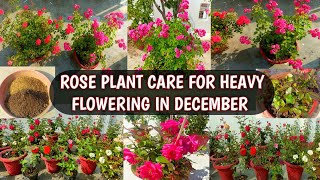 ROSE PLANT CARE FOR HEAVY FLOWERING IN DECEMBER  CARE OF ROSE PLANT IN DECEMBER 😍🌹 [upl. by Landan]