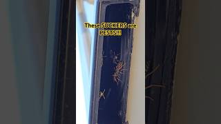 These PESTS Are Taking Over Your RV [upl. by Dirgni]