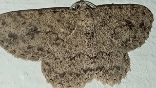 Engrailed Moth Embracing the Night A Serene Weather Encounter [upl. by Isola]