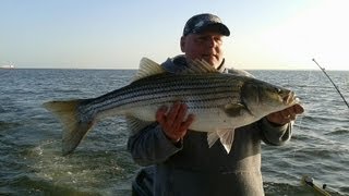 Striped bass Fishing  Rockfishing in Maryland [upl. by Petr]