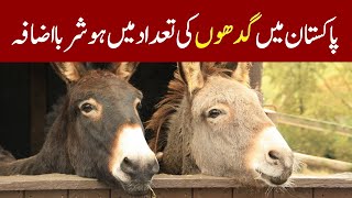 پاکستان میں گدھوں کی تعداد میں ہوشربا اضافہ  Donkey Population Increase in Pakistan [upl. by Eitak]