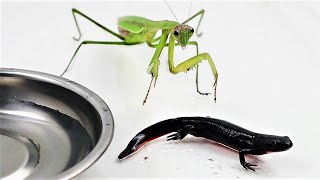 Praying Mantis VS Chinese Fire Belly NewtCynops orientalis [upl. by Renard]