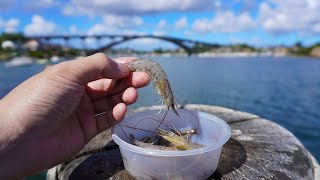 Fishing With Prawns On A Wharf [upl. by Haldis]