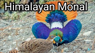 himalayan monal  himalayan monal sound [upl. by Novaelc]