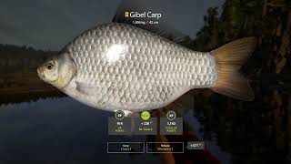 Russian Fishing 4 Hotspot Gibel Trophy Edit Hair Rig [upl. by Sirk]