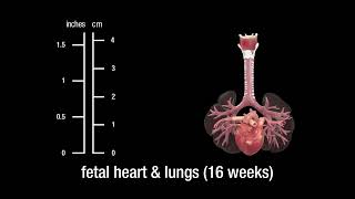 The human heart and lungs embryonic fetal and adult [upl. by Caitrin362]