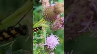 The impressive Fourbanded Longhorn Beetle on a thistle [upl. by Romeu239]