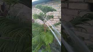 How to care ARAUCARIA Christmas tree plant 😍😘 please like and subscribe my channel please [upl. by Ahsirhcal475]