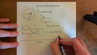 Introduction to Immunofluorescence Part 1 [upl. by Yrelbmik]