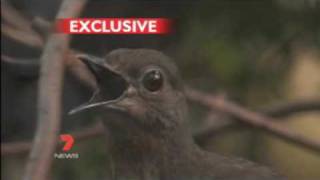 This Bird can copy the sound of everybody including Human  LyreBird [upl. by Mcdowell]