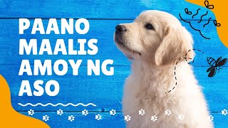 SAFE MURA amp EASY WAY PARA MAALIS MABAHO AMOY NG ASO  MUNTING KENNEL [upl. by Yelich]