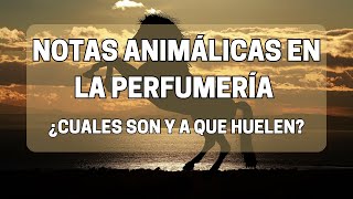 Notas animálicas en la perfumería [upl. by Oinegue]