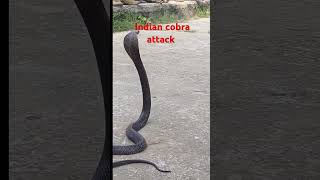 Expert Cobra Rescue in India 🇮🇳 Spitting Cobra Removal Services ProtectionSnake [upl. by Karlik]