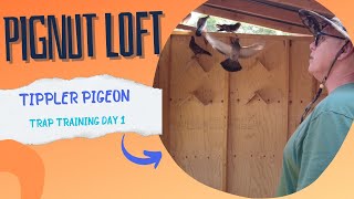 Pignut Loft  Pigeon Trap Training Day 1 [upl. by Velma]