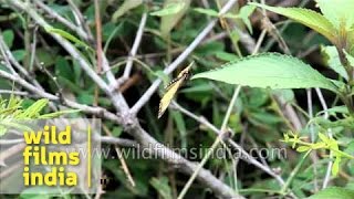 Yellow Coster butterfly in India [upl. by Enelec]