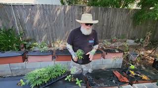 240817 Transplanting Fall Micro Tomatoes [upl. by Ninazan576]