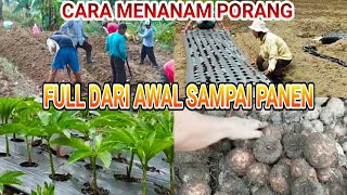 CARA MENANAM PORANG FULL DARI AWAL SAMPAI PANEN ahmadhusain2296 [upl. by Aicire]