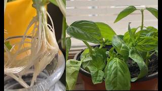 The easiest way to grow basil at home [upl. by Ardni]