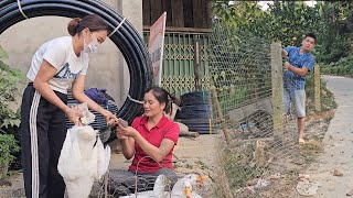 Wife catches ducks to sell Husband fences around the house [upl. by Reba]