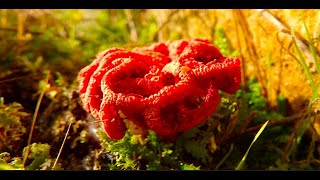 The red cage Clathrus ruber by Theo [upl. by Valenka626]