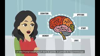 Le cerveau psychologie fondamentale  les divisions du système nerveux [upl. by Enaamuj97]