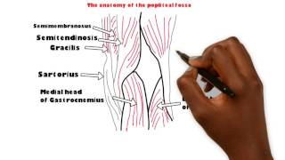 Basic sciences  Anatomy of the popliteal fossa [upl. by East510]