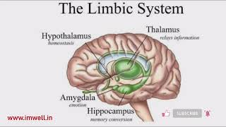 The Limbic System Thelimbicsystem limbicsystem Anatomy Brain Emotions imwell [upl. by Naened169]