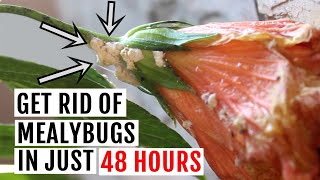 How to Get rid of Mealybugs on Plants Naturally Fast amp Organic Way [upl. by Kissel]