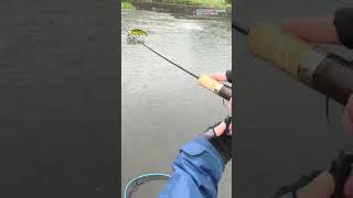 【AREA TROUT FISHING】 2024109 Part14 [upl. by Inman]