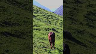 glossy brown cow is grazing on green mountain slope at sunny spring day with mountain gorge [upl. by Alvina]