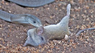 Black Mamba Snake Kills amp Swallows Mouse [upl. by Keever]