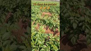 25 days ka aalu🥔🥔🥔 punjabi punjabisong rahul farmingsorts farmer [upl. by Rik]