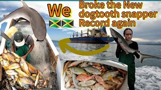 🇯🇲Breaking the dogtooth snapper Catch record18 hour night 🌙 Netfishing 17 miles offcoast Jamaica🇯🇲 [upl. by Phia]