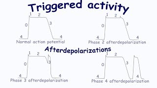 Triggered activity Afterdepolarizations [upl. by Ynaittirb]