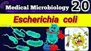 Escherichia coli Part 3 شرح بالعربي Treatment amp Pathogenesis amp Virulence Factors [upl. by Duquette564]