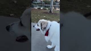 Great Pyrenees Puppy What to Expect 🐕❤️ [upl. by Enimasaj859]