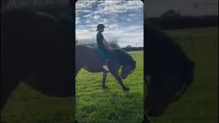 Kleiner bocker fypシ゚viral horse shorts böcker horsebow tiktok [upl. by Ttnerb20]