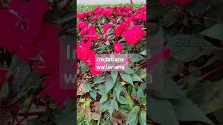 Impatiens walleriana asmr naturelover shortvideo [upl. by Nivlam494]