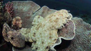 Tasselled Wobbegong  Eucrossorhinus dasypogon [upl. by Bellaude]