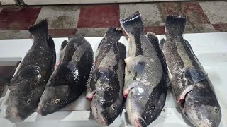 How to Fillet a Blackfish aka Tautog WildNewEngland [upl. by Coates]