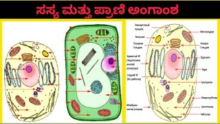 ಸಸ್ಯ ಮತ್ತು ಪ್ರಾಣಿ ಅಂಗಾಂಶಅಂಗಾಂಶ 9th ಕ್ಲಾಸ್angamsha9th classTETHSTRGPSTRscience class [upl. by Flavian]