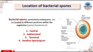 Location of bacterial spore Endospores endospore bacteriology spore sporeformation [upl. by Salena820]