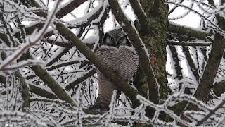 Hökuggla Northern hawk owl Surnia ulula Uppsala Sweden [upl. by Lovett948]