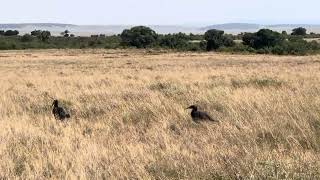 Maasai Safari Tour Spurwinged Gooses [upl. by Etessil]