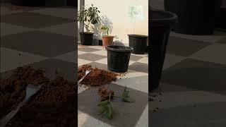 Zz plant repotting 💚houseplants trending zzplant indoorplants relaxing [upl. by Nimesh]