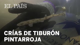 El Oceanogràfic suelta 20 crías de tiburón pintarroja que crió desde su estado embrionario  España [upl. by Enelegna288]