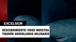 Captan en video increíble tiburón de Groenlandia de más de 300 años en el fondo del mar [upl. by Eimoan]