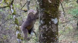 Mountain Scenery and Wildlife Along the River Sichuan China [upl. by Farrar376]